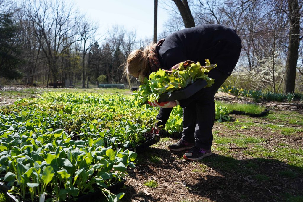 Unnamed-volunteer-picks-up-seedlings-to-give-to-a-community-garden File photo: A volunteer picks up seedlings to donate to a community garden. (Kenny Cooper/WHYY)