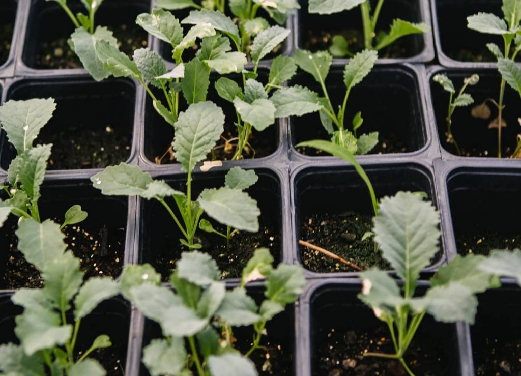 agriculture_farmer_jawn_csa_041521 A closeup of seedlings
