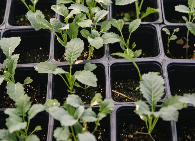 A closeup of seedlings