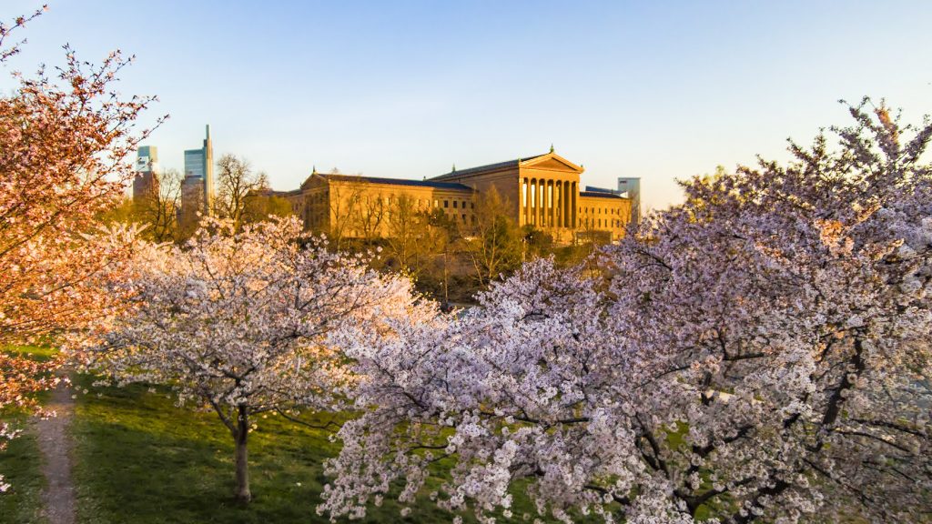 art museum-sunset-treescherryblossoms3-crop