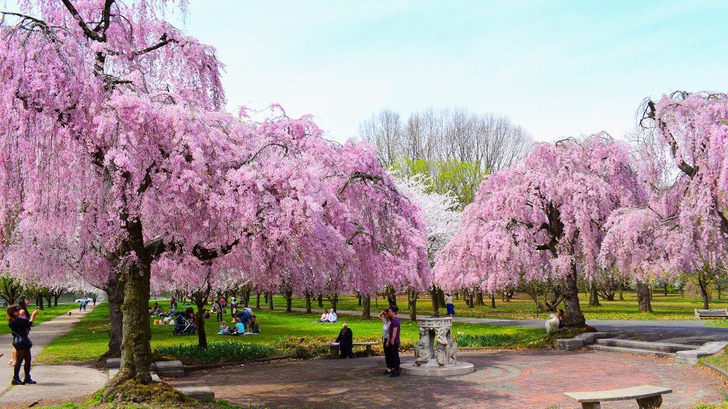 cherryblossoms-fairmountpark-crop Cherry blossoms bloom at Fairmount Park