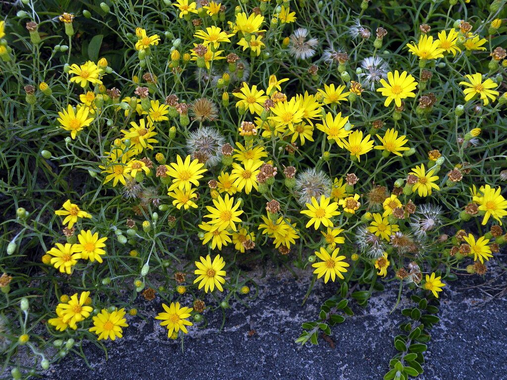 sickle-leaved-golden-aster-Doug_McGrady-is-licensed-under-CC-BY-2.0 In its finding in favor of the Pinelands pipeline, a state appeals court said it did not threaten the rare sickle-leaved golden aster. (Doug McGrady via Creative Commons)