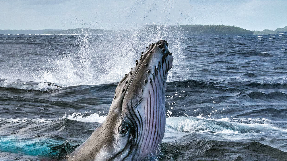 Secrets of the Whales