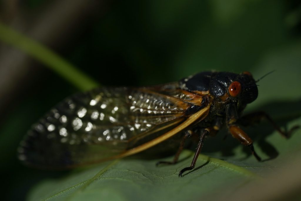 Cicada Explainer An adult cicada is seen, in Washington, Thursday, May 6, 2021. Trillions of cicadas are about to emerge from 15 states in the U.S. East. The cicadas of Brood X, trillions of red-eyed bugs singing loud sci-fi sounding songs, can seem downright creepy. Especially since they come out from underground only ever 17 years. (AP Photo/Carolyn Kaster)