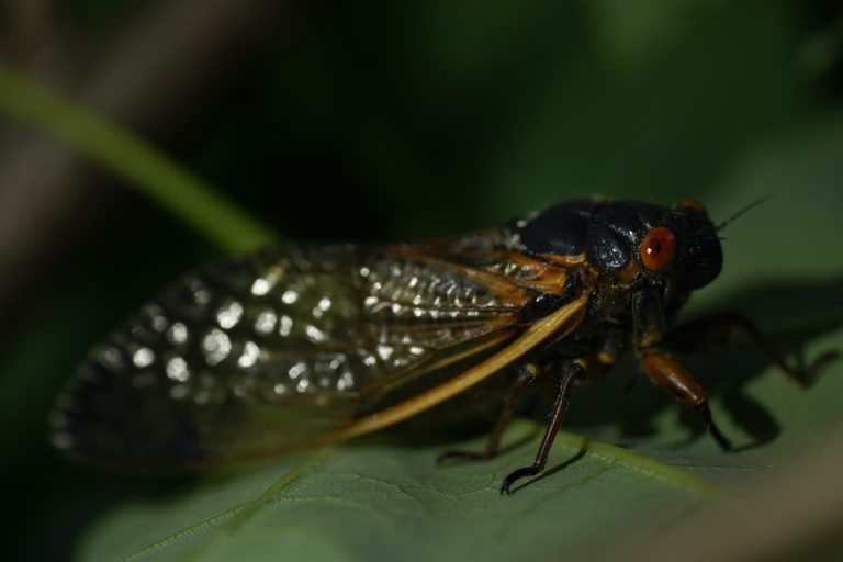 An adult cicada is seen, in Washington, Thursday, May 6, 2021. Trillions of cicadas are about to emerge from 15 states in the U.S. East. The cicadas of Brood X, trillions of red-eyed bugs singing loud sci-fi sounding songs, can seem downright creepy. Especially since they come out from underground only ever 17 years.  (AP Photo/Carolyn Kaster)
