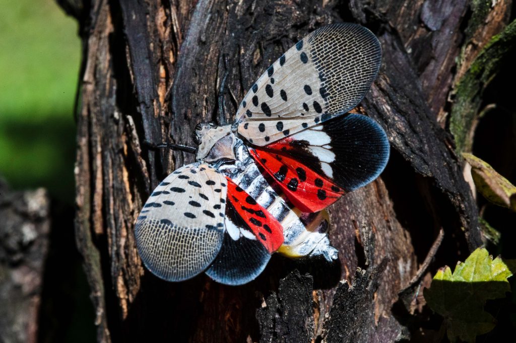 Spotted Lanternfly-Pennsylvania A spotted lanternfly at a vineyard in Kutztown, Pa. (AP Photo/Matt Rourke)
