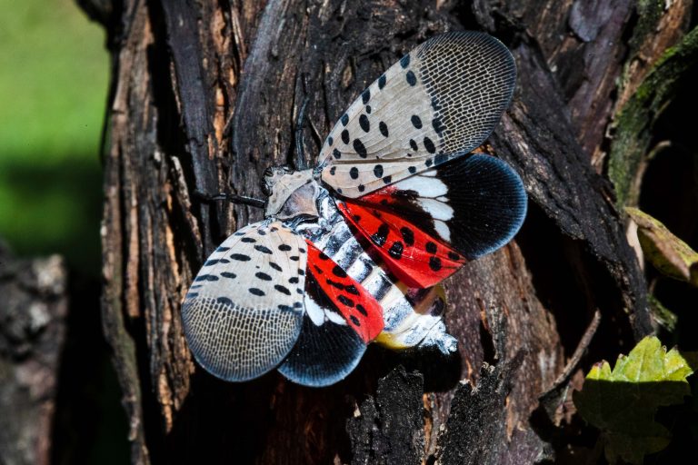A spotted lanternfly at a vineyard in Kutztown, Pa. (AP Photo/Matt Rourke)