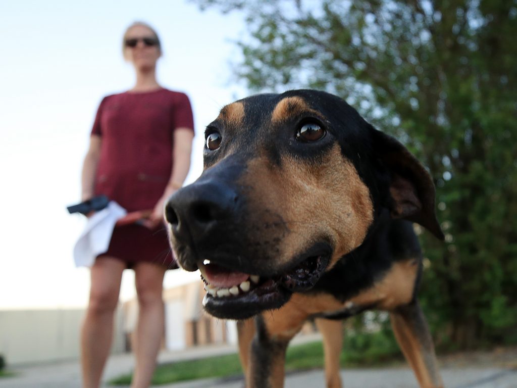 A dog named Honeysuckle is prepared for a foster home at the Animal Rescue of New Orleans on March 24, 2020. As people begin to return to the office, it may be a difficult transition for dogs and their owners. A dog named Honeysuckle is prepared for a foster home at the Animal Rescue of New Orleans on March 24, 2020. As people begin to return to the office, it may be a difficult transition for dogs and their owners. (Chris Graythen/Getty Images)