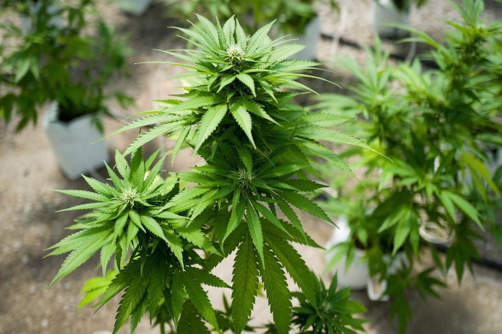 Marijuana Grow Near Albany For State’s Legal Medical Marijuana Dispensaries Cannabis plants grow in a greenhouse