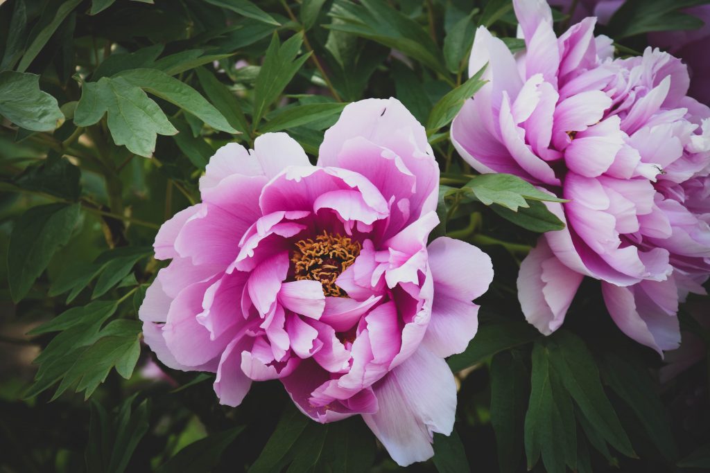 jaroslava-petrasova-OMEcs-Wceq4-unsplash Pink peonies