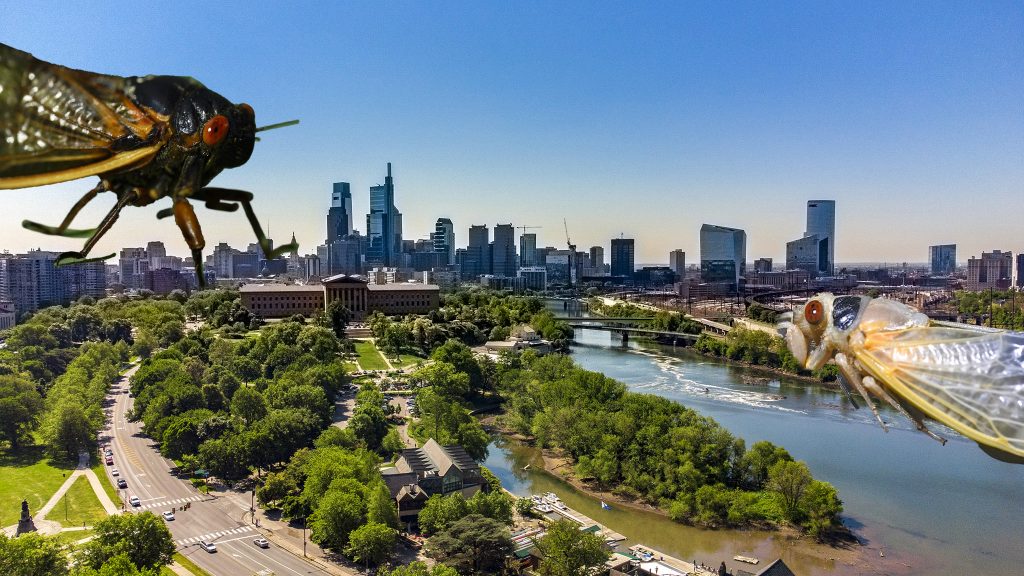 Cicadas loom large over Philly in illustration form