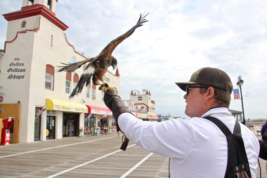2021 05 28-e lee-ian crowley-ocean city nj boardwalk-raptors control seagulls launch Ian Turner of East Coast Falcons releases a Harris's hawk on the Ocean City, N.J., boardwalk. The town hires falconers to keep the seagulls at bay during the tourist season. (Emma Lee/WHYY)