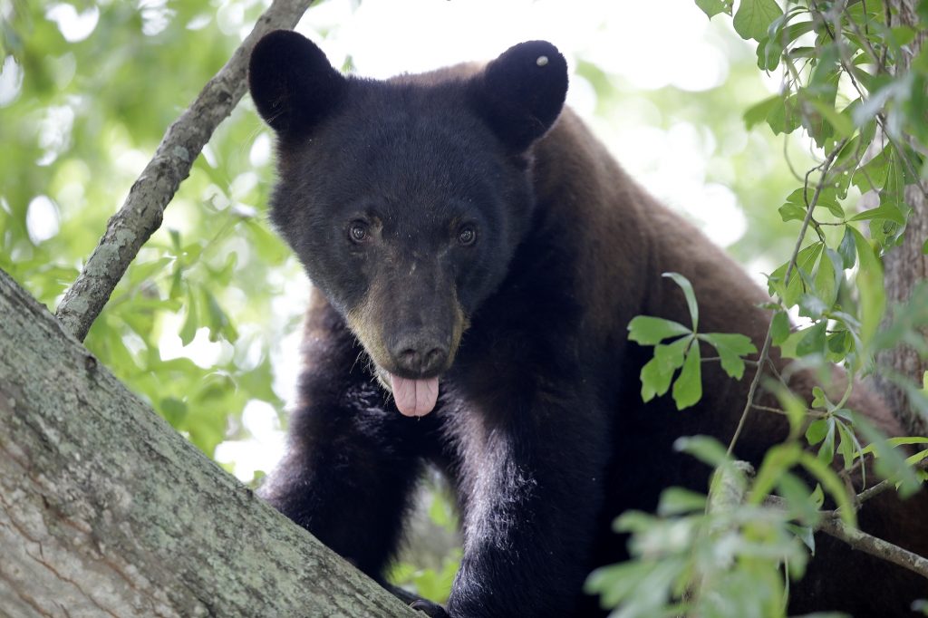 Louisiana Black Bear A Louisiana black bear is seen in a water oak tree