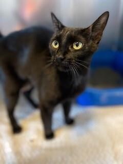 Mamu stands next to a litter box at the DHA