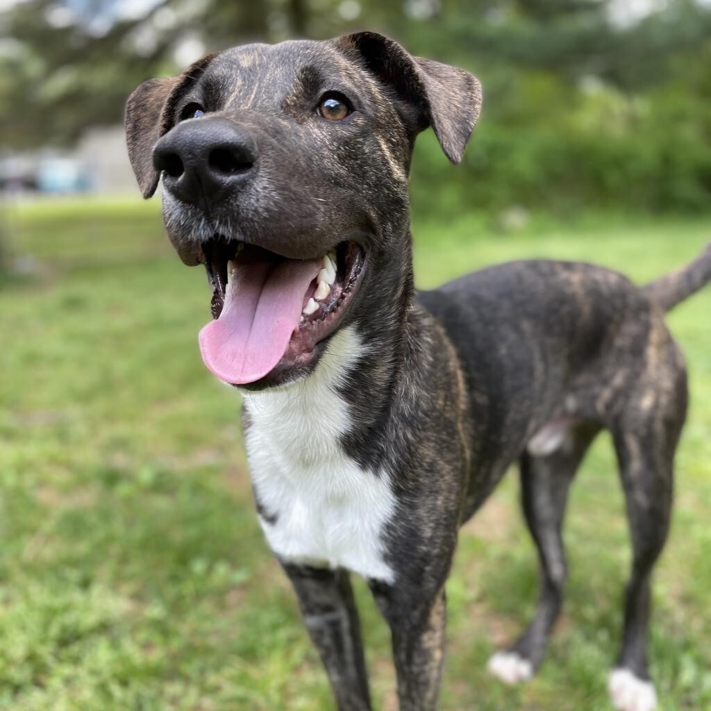 Pinto Bean smiles while standing on the grass outside