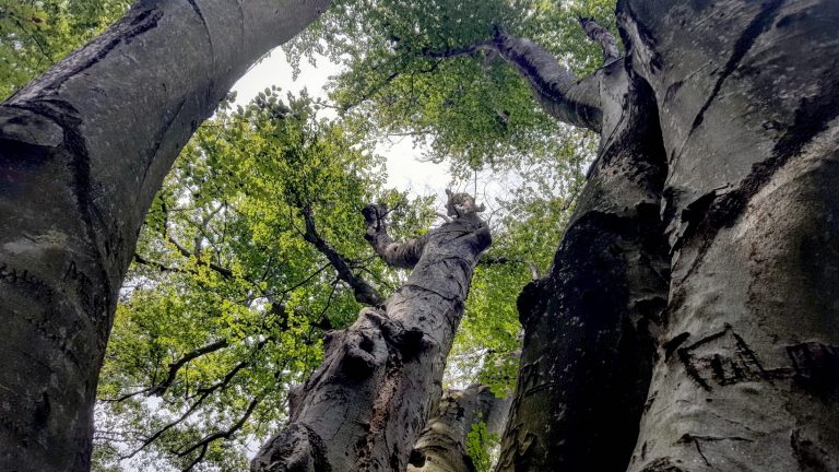 The Great Beech tree in Philadelphia