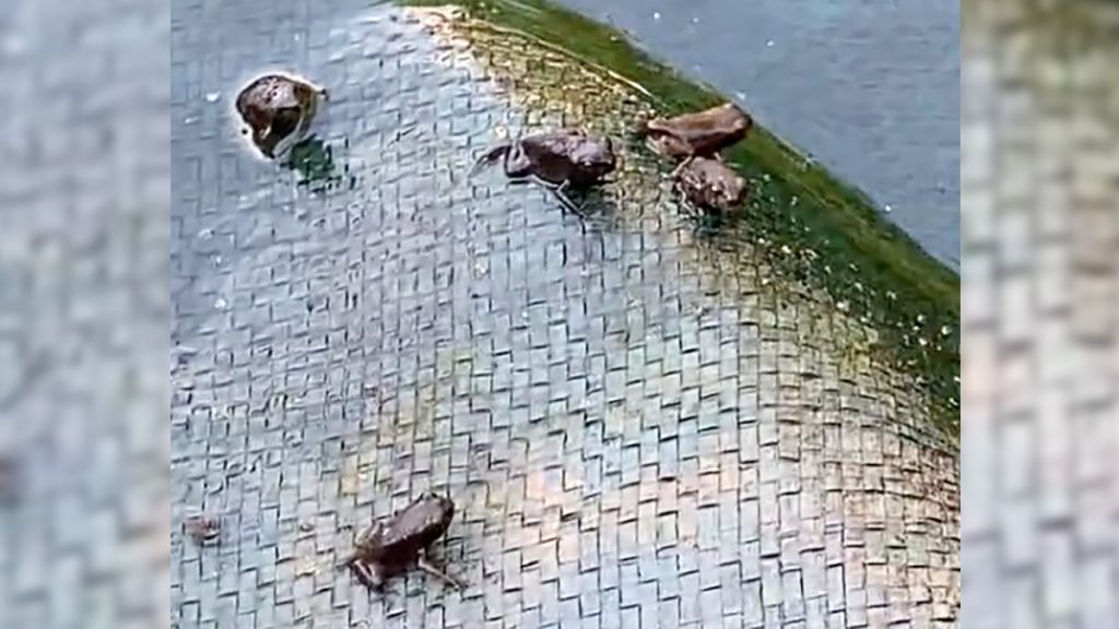 Screen-Shot-2021-06-08-at-6.01.04-PM Frogs in the backyard