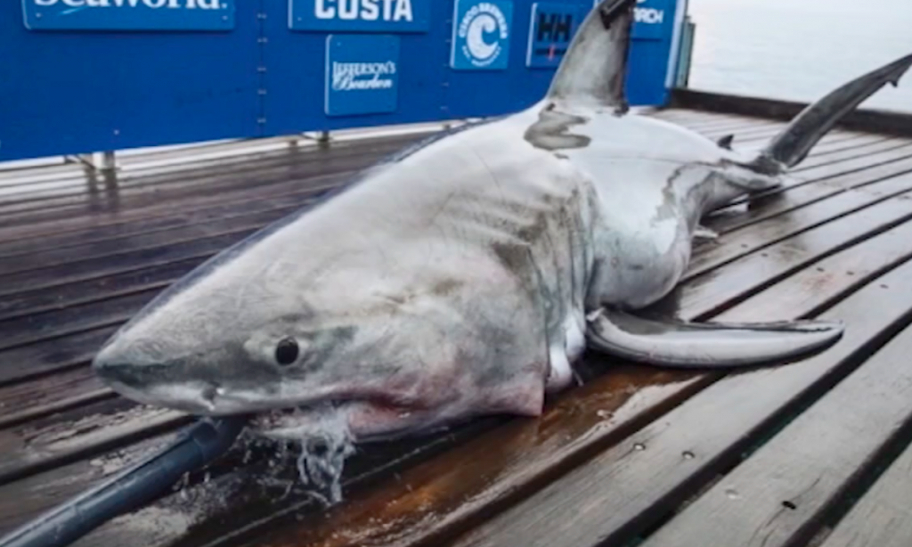 A nearly 900-pound, 11-foot-long great white shark pinged off the coast of Atlantic City as she made her way north last weekend. (6ABC)