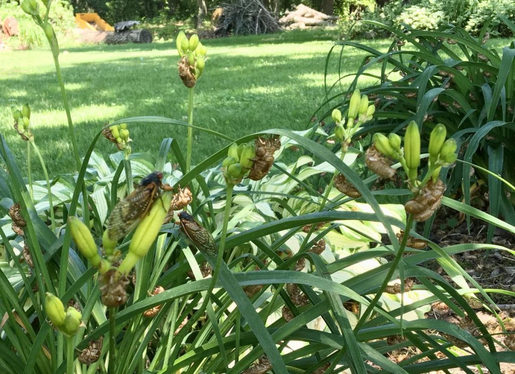 cicada_lillies Periodical cicadas making themselves at home in the flowers outside Bret and Jody Satzler's house. (Anne Danahy / WPSU)