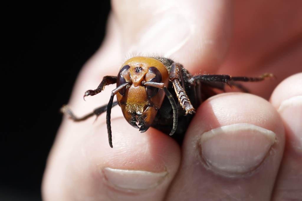 Washington State Department of Agriculture entomologist Chris Looney displays a dead Asian giant hornet, a sample sent from Japan and brought in for research last year in Blaine, Wash. (Elaine Thompson /AFP via Getty Images)