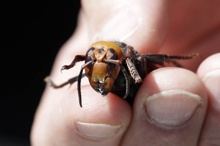 Washington State Department of Agriculture entomologist Chris Looney displays a dead Asian giant hornet, a sample sent from Japan and brought in for research last year in Blaine, Wash. (Elaine Thompson /AFP via Getty Images)