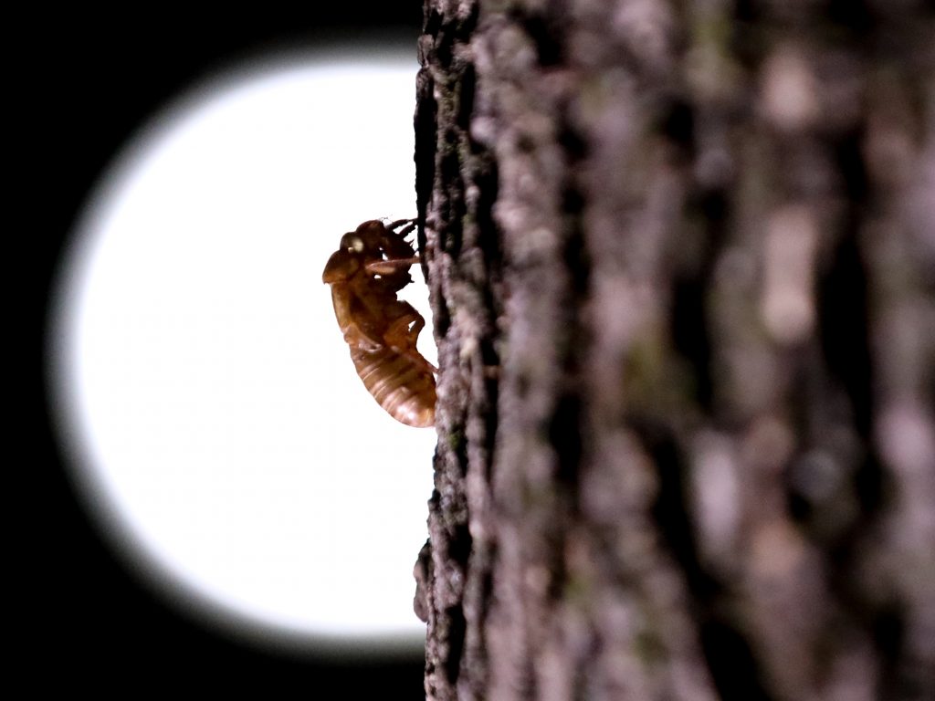 A cicada that have been living underground reemerges in Washington in May. A cicada that have been living underground reemerges in Washington in May. (Anadolu Agency/Anadolu Agency via Getty Images)