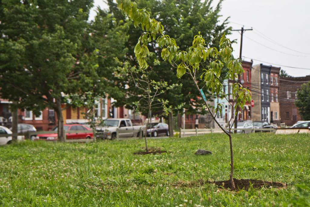 2021 07 11 k paynter tree planting Norris Street-2 A fruit tree planted in North Philadelphia
