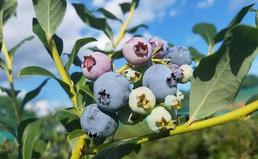 Blueberries
