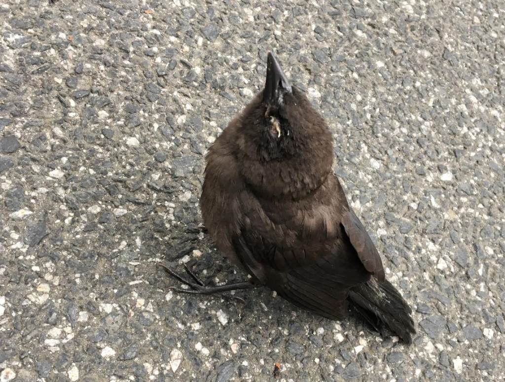 NPS-bird-with-crusty-eyelids_credit-Leslie-Frattaroli This bird was found in the Washington, D.C. metro region with swollen eyes and crusty discharge, a sign observed on most birds affected by a mysterious ailment in the region. (courtesy Leslie Frattaroli/NPS)