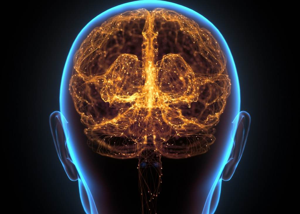 X-ray Of The Head And Human Brain In Concept Of Neural Connectio (Big Stock)