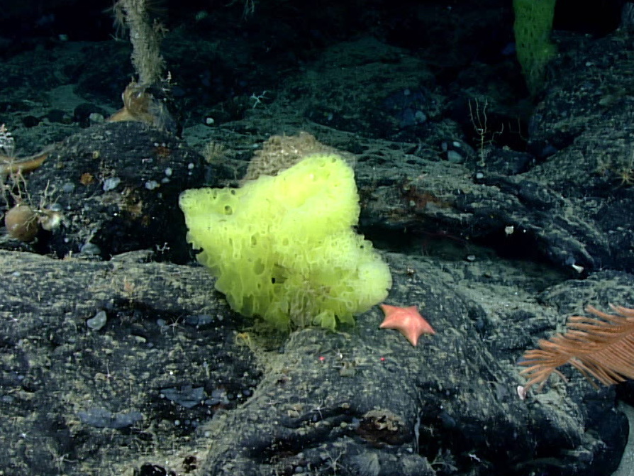 More than a mile underwater, the cartoon doppelgangers were found side by side. More than a mile underwater, the cartoon doppelgangers were found side by side. (NOAA Ocean Exploration)