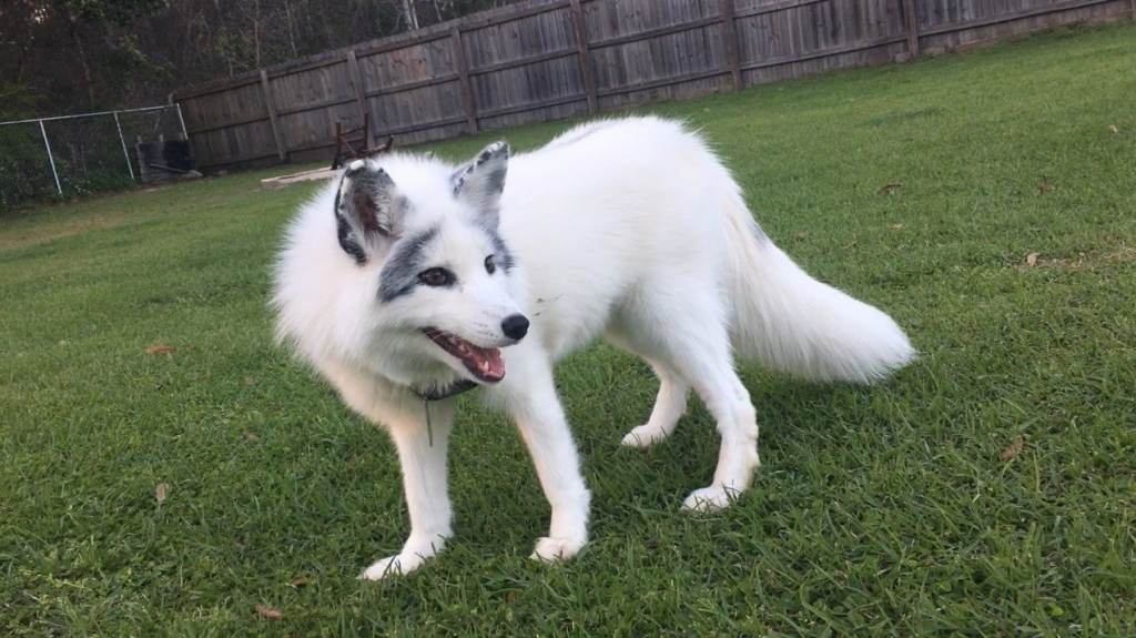 Lance Corporal, a four-year-old fox who lives in Florida, has almost 2 million followers on TikTok. Lance Corporal, a 4-year-old fox, in a backyard