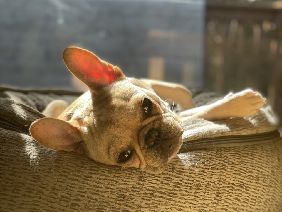 As offices reopen, workers are scrambling to adjust their pets to life outside of the home. A French bulldog looks sad while laying down