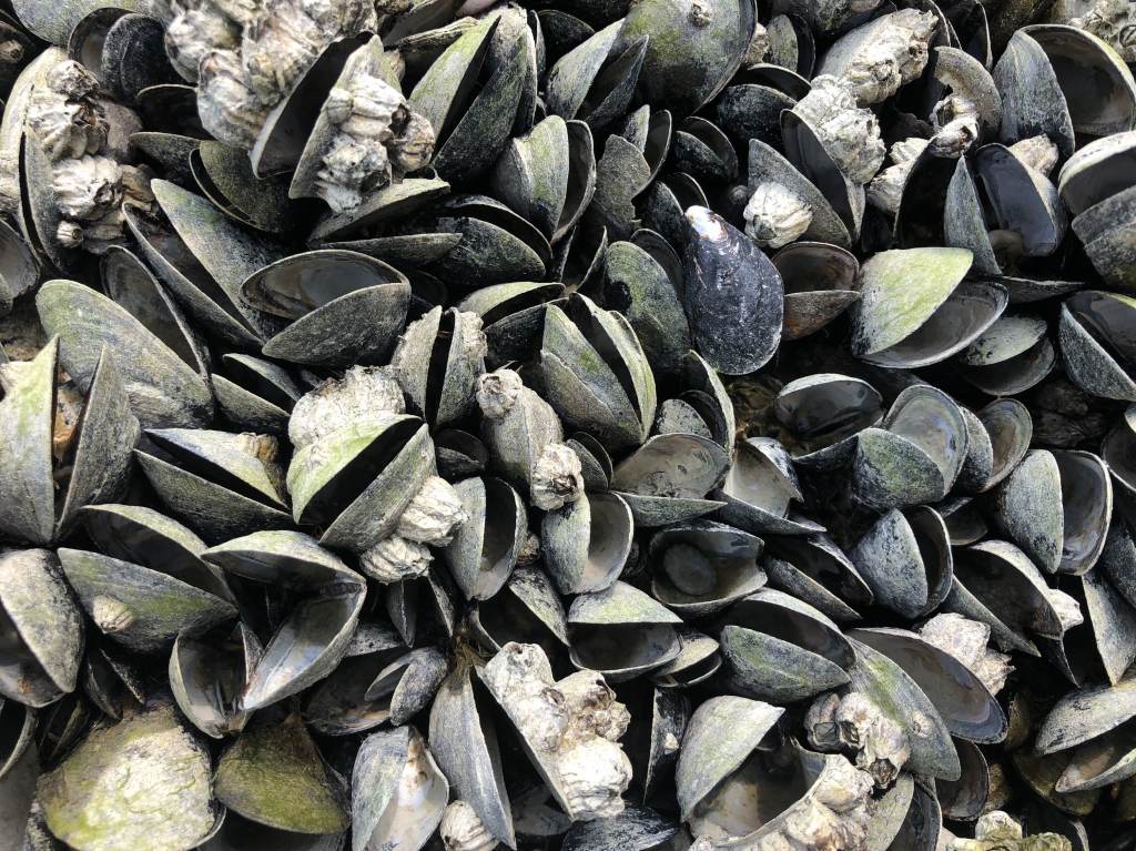Mussels dying off at such a high rate will have a massive effect on both marine and terrestrial animals, biologists say. Mussels dying off at such a high rate will have a massive effect on both marine and terrestrial animals, biologists say. (Christopher Harley/University of British Columbia)