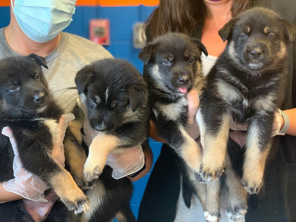 pa_puppy_mill_dog_rescue_PSPCA_070821 PSPCA workers hold up two puppies each