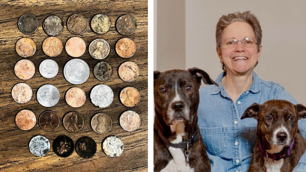 Pennies lay on a table; Lisa Phillips with her rescue dogs Charlie and Daisy