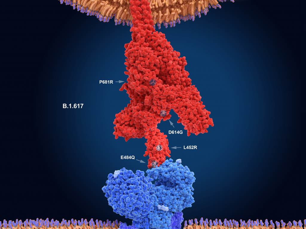 The numerals in this illustration show the main mutation sites of the delta variant of the coronavirus, which is likely the most contagious version. Here, the virus’s spike protein (red) binds to a receptor on a human cell (blue). New research sheds light on what makes this variant so transmissible. The numerals in this illustration show the main mutation sites of the delta variant of the coronavirus, which is likely the most contagious version. Here, the virus's spike protein (red) binds to a receptor on a human cell (blue). New research sheds light on what makes this variant so transmissible. (Juan Gaertner/Science Source)