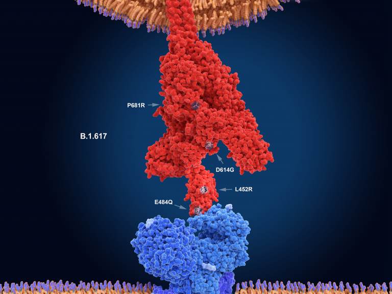 The numerals in this illustration show the main mutation sites of the delta variant of the coronavirus, which is likely the most contagious version. Here, the virus's spike protein (red) binds to a receptor on a human cell (blue).
(Juan Gaertner/Science Source)