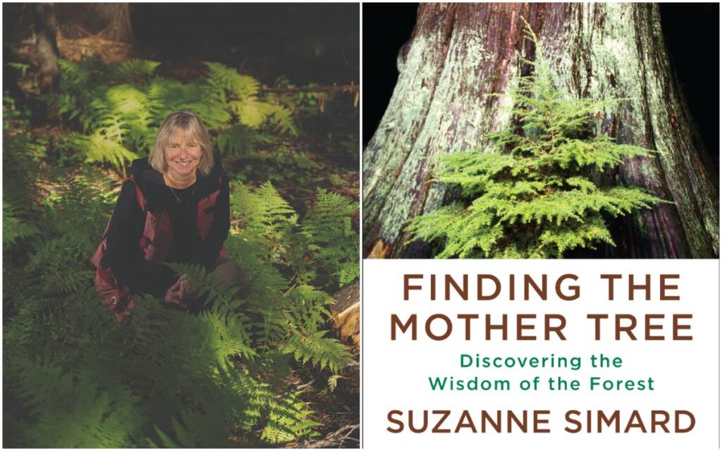 Trees-Book Simard's new book is