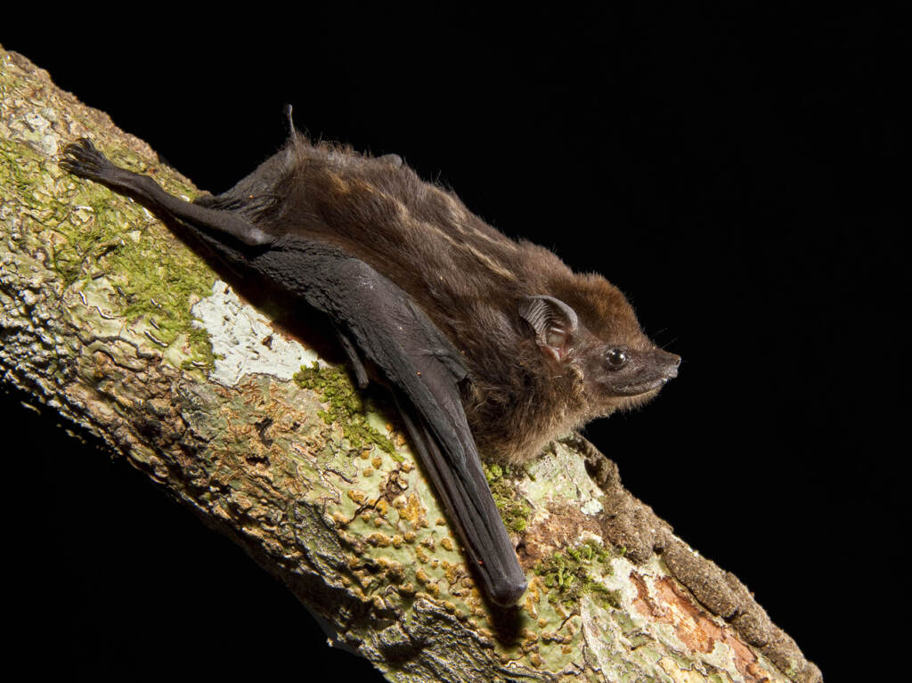 After listening to hours of bat pups in the wild, scientists have identified eight characteristics of babbling that are shared by human babies and the greater sac-winged bat. (B.G. Thomson/Science Source)