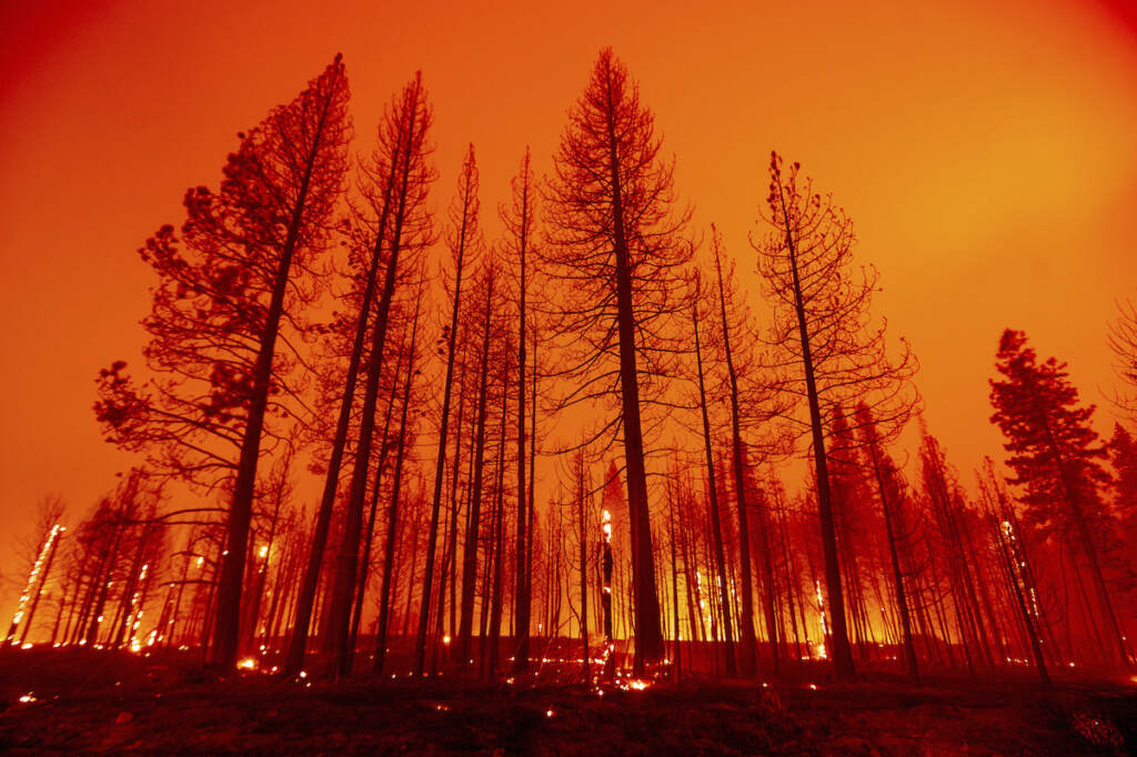 California Wildfires Trees burn after firefighters conducted a firing operation to slow the spread of the Dixie Fire in Plumas County, Calif, on Tuesday, Aug. 3, 2021. Dry and windy conditions have led to increased fire activity as firefighters battle the blaze which ignited July 14. (AP Photo/Noah Berger)