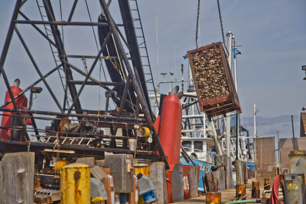2021 09 23 k paynter wind feature-clamming-11 A 2,000-pound crate of clams is lifted out of the Mary B. Each at Dockside Packing in Atlantic City