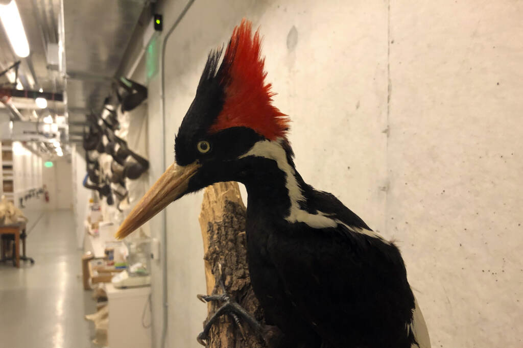 Gone Extinct An ivory-billed woodpecker, now extinct, is seen on a display at the California Academy of Sciences in San Francisco, Friday Sept. 24, 2021. Death’s come knocking a last time for the splendid ivory-billed woodpecker and 22 assorted birds, fish and other species: The U.S. government is declaring them extinct, the Associated Press has learned.
It’s a rare move for wildlife officials to give up hope on a plant or animal, but government scientists say they've exhausted efforts to find these 23. (AP Photo/Haven Daley)