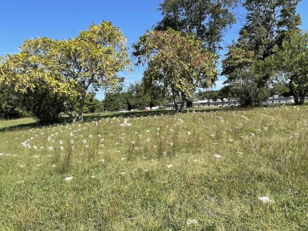 The Spiral Cemetery at the Delaware Psychiatric Center had been neglected  until a decade ago. (Cris Barrish/WHYY)