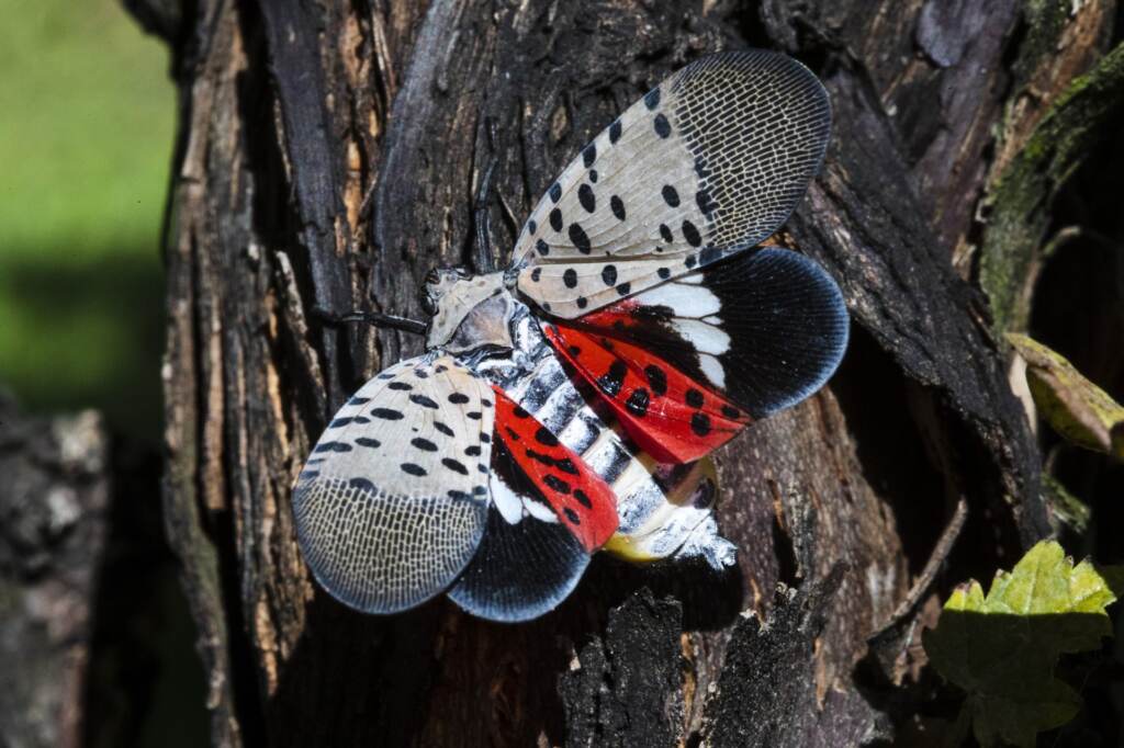 A spotted lanternfly at a vineyard in Kutztown, Pa. (AP Photo/Matt Rourke)