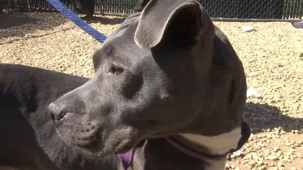 11069677_100121-wpvi-ashley-acct-philly-430-video-vid A dog on a leash at ACCT Philly