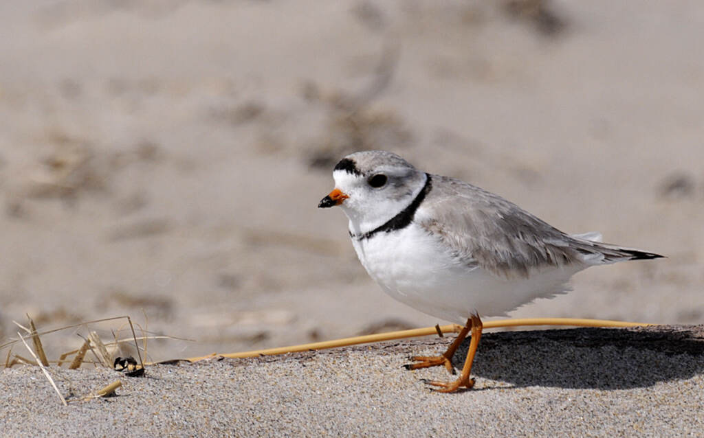 11805404663_d2ffe71f3b_o A piping plover at Parker River National Wildlife Refuge, Ma