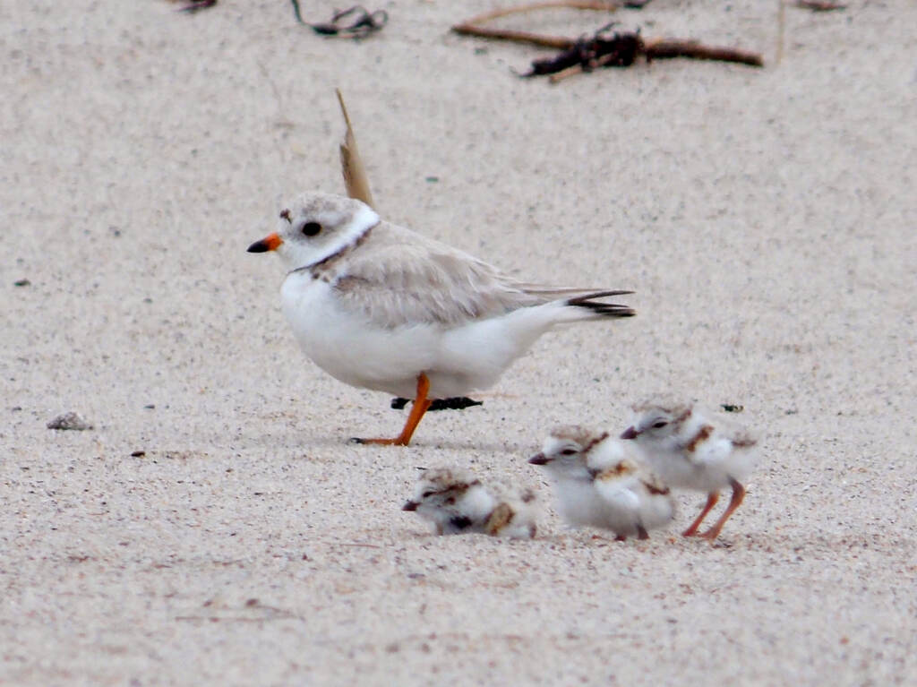 14383105915_d14b4e7273_o Piping Plover and Chicks