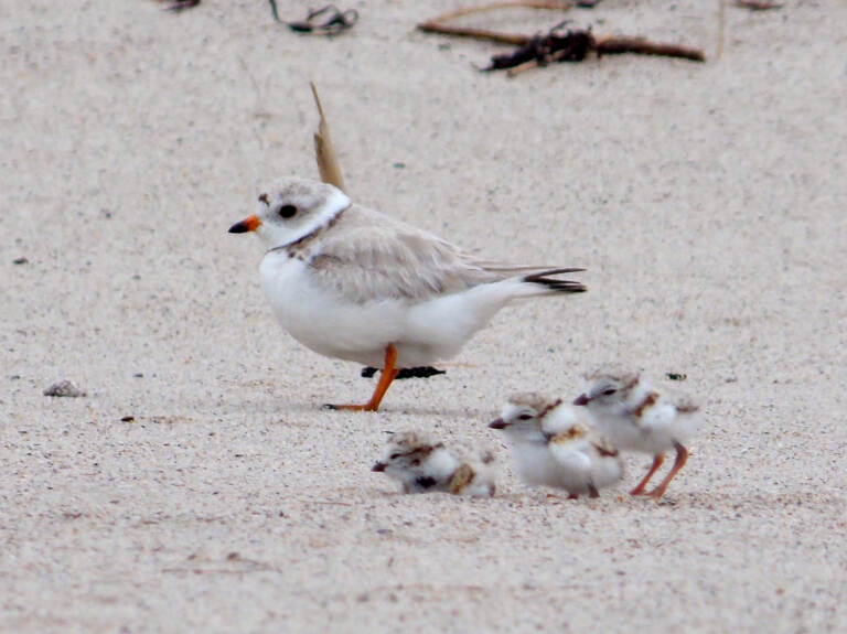 Piping Plover and Chicks