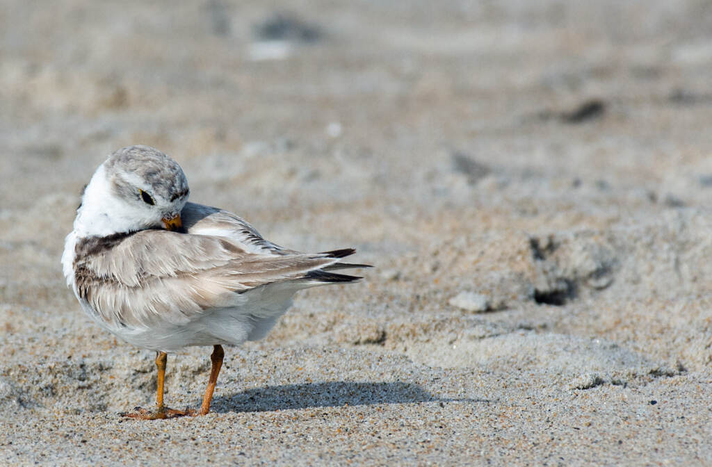 A piping plover doing a head tuck
